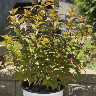 Diervilla rivularis Kodiak Red ®, C3 imagine 3