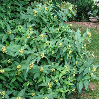 Diervilla sessilifolia Butterfly imagine 2