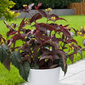 Diervilla splendens imagine 1