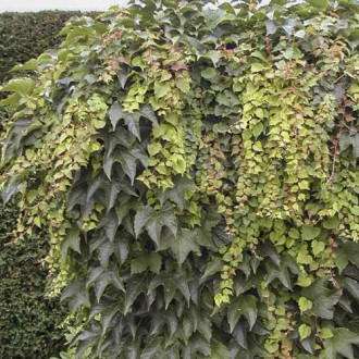 Parthenocissus tricuspidata Green Spring, С2 изображение 3