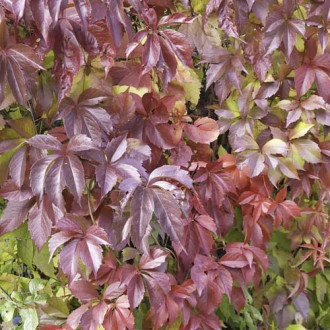 Parthenocissus quinquefolia Redwall® Troki, С2 изображение 4