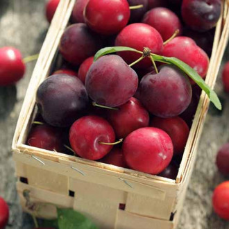 Джанка Koromila изображение 1