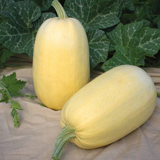 Dovlecel Long White Bush imagine 13