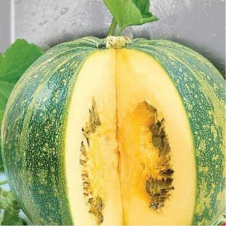 Dovlecel Miranda imagine 10