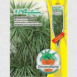 Dracena (Copacul dragon) imagine 1