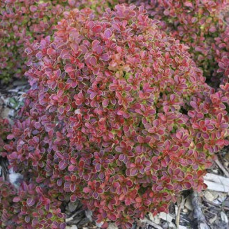 Dracila japoneză Admiration PBR, C2 imagine 16