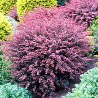 Dracila japoneză Flamingo imagine 9