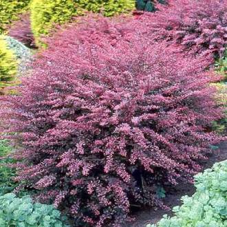 Dracila japoneză Rose Glow imagine 1