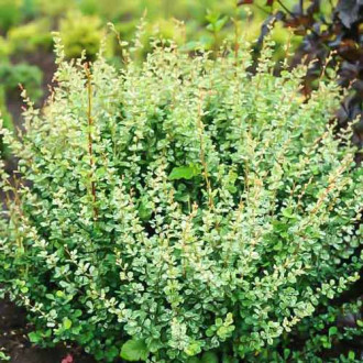 Dracila japoneză Silver Beauty imagine 16