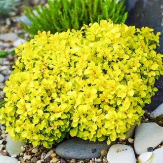 Dracila japoneză Tiny Gold imagine 13