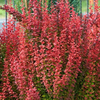 Dracila Orange Rocket imagine 6