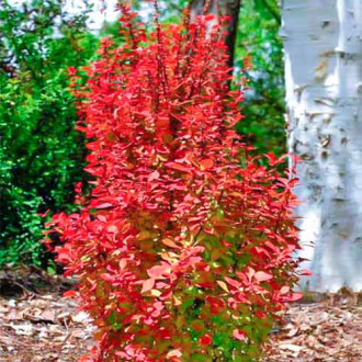 Dracila Orange Rocket imagine 13