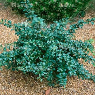 Dracila Parkjuweel imagine 17