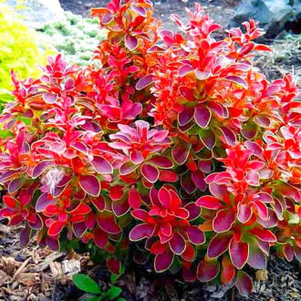 Dracila Ruby Star imagine 6