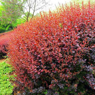 Dracila Superba imagine 7