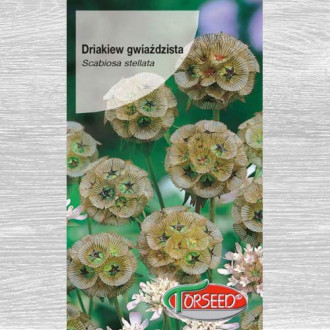 Driakiew gwiaździsta beżowo-zielona interface.image 3