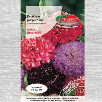 Driakiew purpurowa, mieszanka interface.image 4