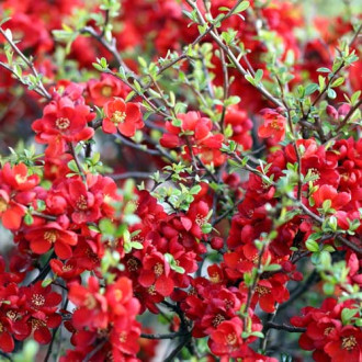 Дюля японска Sargentii, P9 изображение 9