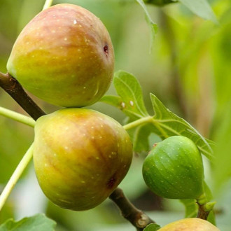 Смокиня Gentile Bianco, С2 изображение 2