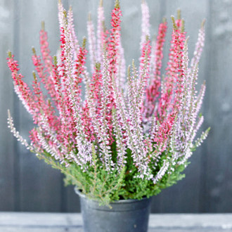 Calluna (Iarba neagra) Twins Athene/Hilda imagine 14