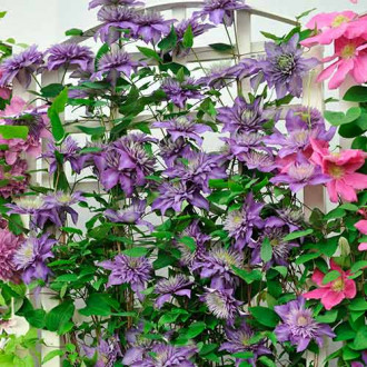 Clematis Coco Lovers, P9 imagine 10