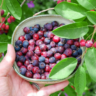 Ирга Brilliance изображение 5