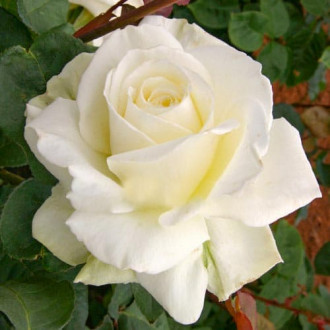 Trandafir teahibrid Tineke imagine 5