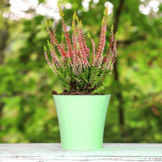 Calluna (Iarba neagra) Franca imagine 10