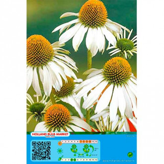 Echinacea Alba imagine 9