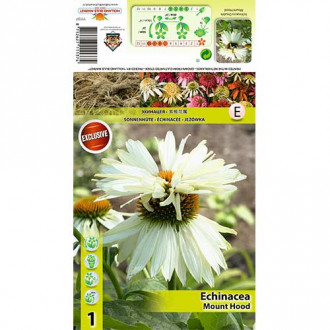 Echinacea Mount Hood imagine 8