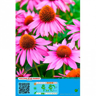 Echinacea Pink imagine 3
