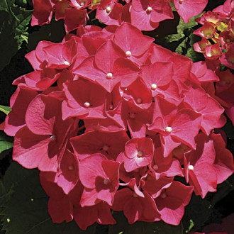 Хортензия едролистна Red Miss Hepburn, P9 изображение 1