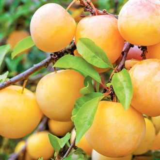 Слива New Set изображение 2