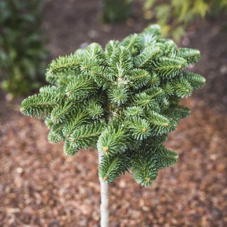 Ела корейска Forest Child, C4 изображение 17