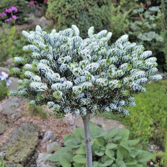 Ела корейска Kohout's Icebreaker ®, C4 изображение 18