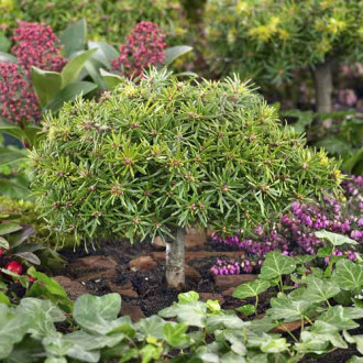 Ела корейска Kristall Kugel, C4 изображение 6