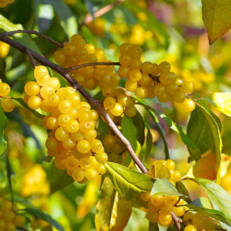 Elaeagnus umbellata Pointilla Fortunella®, С2 изображение 8