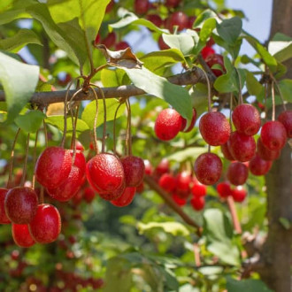 Elaeagnus umbellata Pointilla Sweet'N'Sour®, С2 изображение 10