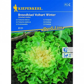Ендивия Breedblad Volhart Winter изображение 4