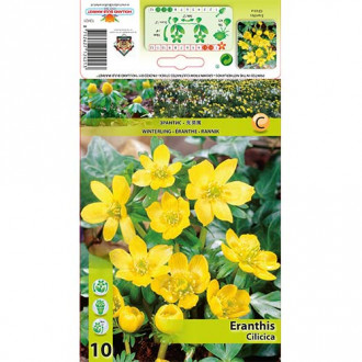 Ерантис Cilicica изображение 1