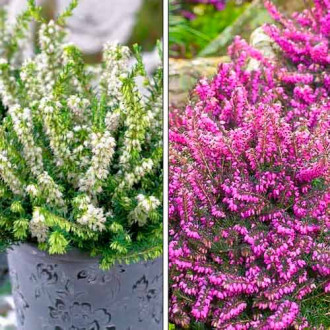 Ofertă specială! Erica, set de 2 soiuri imagine 3