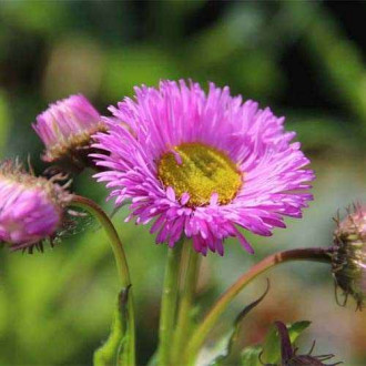 Erigeron (Bătrâniș) Rosa Juwel imagine 1