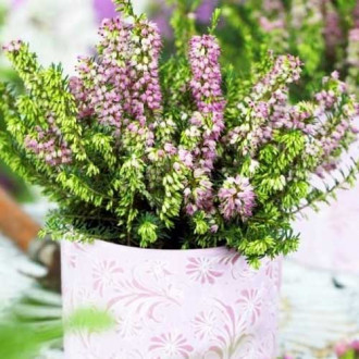 Ерика Darley Dale изображение 4