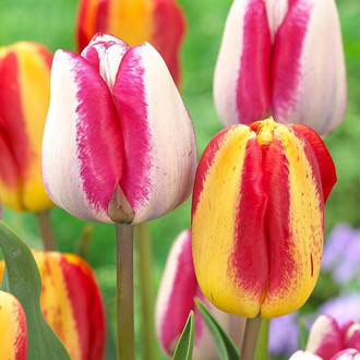 Super ofertă! Lalele triumph, set de 25 de bulbi imagine 12