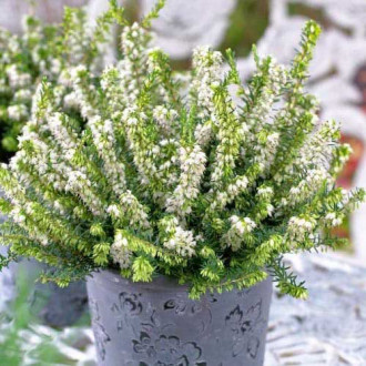 Ерика White Perfection изображение 2