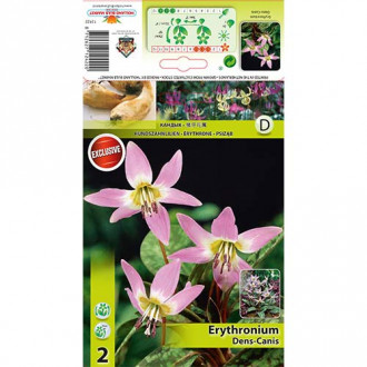 Erythronium Dens Canis imagine 3