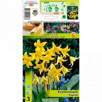 Erythronium Pagoda imagine 2