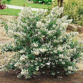 Escallonia Iveyi imagine 3