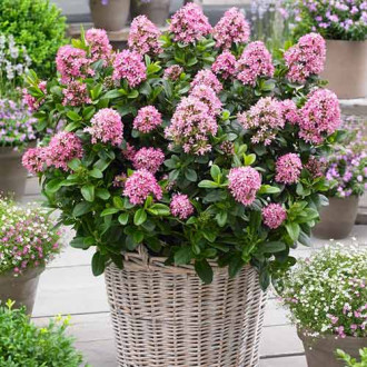 Escallonia Pink Elle imagine 1