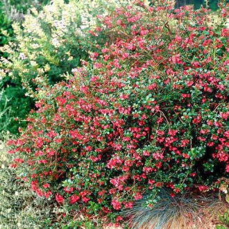 Escallonia Red Dream imagine 4